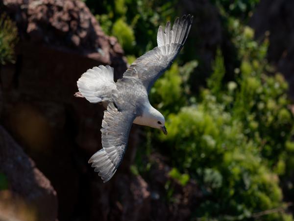<h3><a href="/trips/helgoland/biota/animalia/chordata/aves/010 procellariiformes/002 procellariidae/fulmarus glacialis/fulmarus glacialis-nl.html">Fulmarus&nbsp;glacialis</a> / Northern&nbsp;fulmar / Noordse&nbsp;stormvogel</h3><p>Noordse stormvogel in de vlucht.</p>NIKON D7100 met AF-S Nikkor 300mm f/2.8G IF-ED VR II, 1/1600 sec  bij F6.3, ISO 320, afstand 29.8&nbsp;m